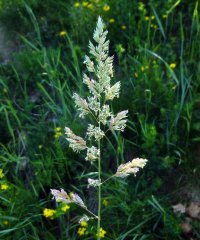Grass in Flower, soon to Seed