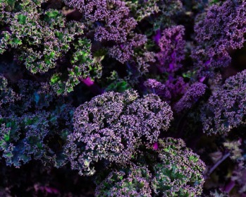 Gorgeous Kale - Splendid Purple Curly Leaf!