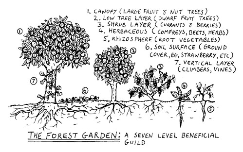 Food Forest - Forest Garden 7 Level Design