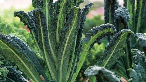 Super LoCal Nutritious Lacinato Kale aka Tuscan, Black or Dinosaur