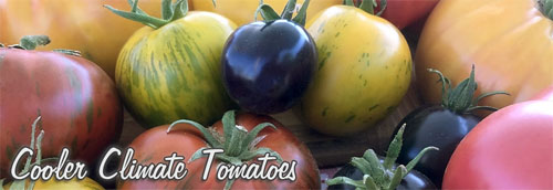 Cold Tolerant Tomatoes, Early Heirlooms!