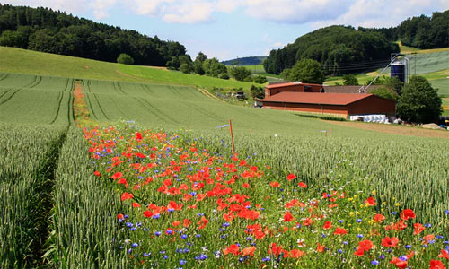 Pest Pesticides Reduction Flower Stripes Habitat in Fields