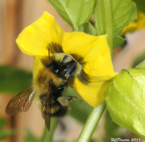 Half-Black Bumblebee on Tomatillo Flower