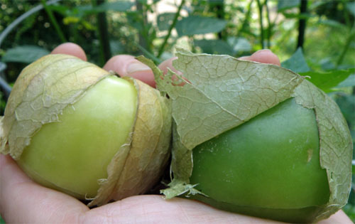 When to Harvest your Tomatillos