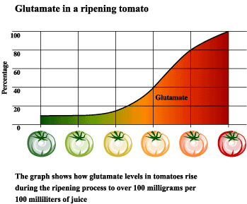 Umami Glutamate in Ripening Tomato Graph
