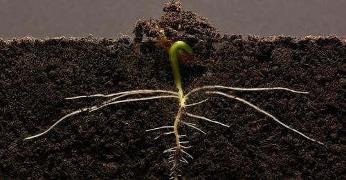 Surface Feeder Roots Kidney Bean 25 Day Time Lapse