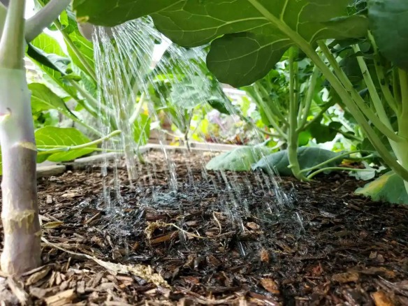 https://greenbeanconnection.files.wordpress.com/2022/09/heat-water-your-soil-not-your-plants-surface-feeder-roots.jpg?w=584