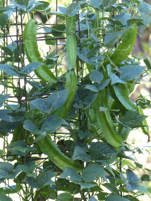 Urizun Japanese Winged Beans Saving Seeds Baker Creek