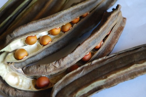 Winged Beans Dried in Pods for SeedSaving