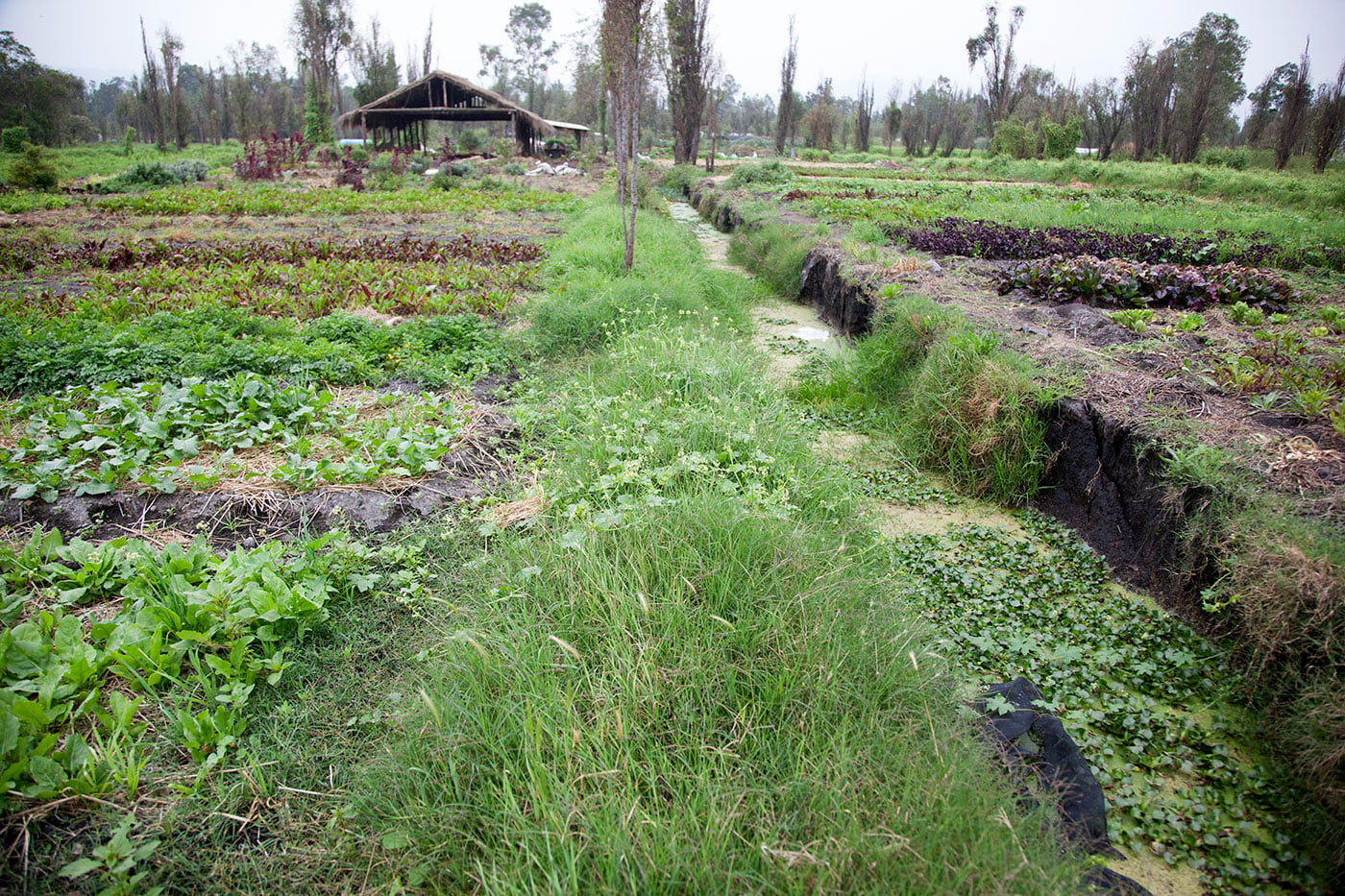 Inspiring Permaculture Restoration of Mexico City’s Chinampas!